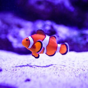 Clownfish