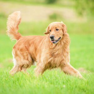 Golden Retriever dog