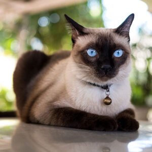 Siamese cat